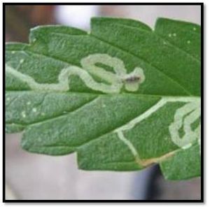 uploads/images/pest/leaf minor.jpg